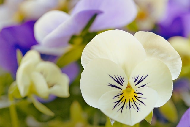 Free download flowers pansy flora spring garden free picture to be edited with GIMP free online image editor