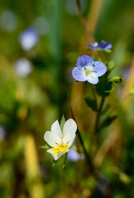 Free download Flowers Pansy Wild -  free photo or picture to be edited with GIMP online image editor