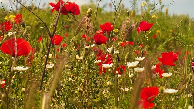 Free download Flowers Papaver Blossom -  free photo or picture to be edited with GIMP online image editor