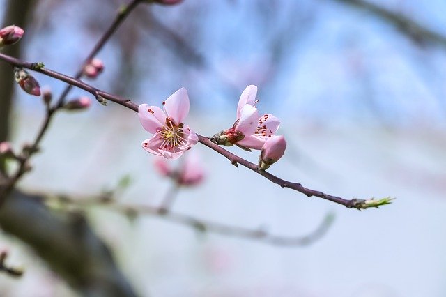 Free download Flowers Peach Blossom Branch -  free photo or picture to be edited with GIMP online image editor