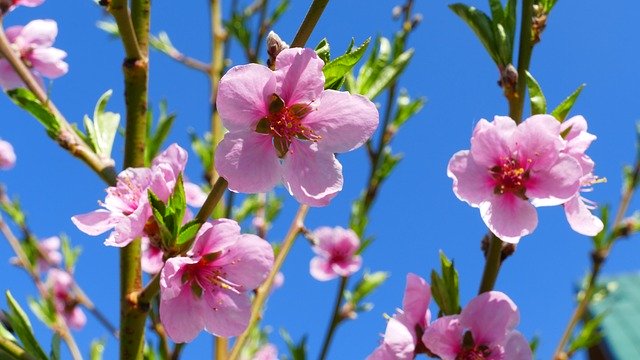 Free download Flowers Peach Nature -  free photo or picture to be edited with GIMP online image editor