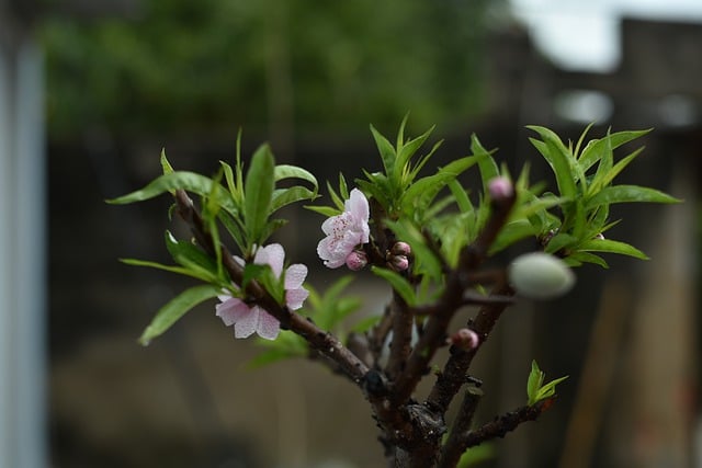 Free download flowers peach tree plants flora free picture to be edited with GIMP free online image editor