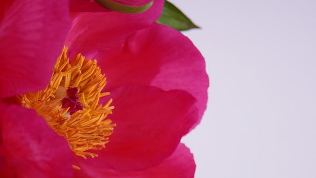 Free download flowers peonies flower vase vase free picture to be edited with GIMP free online image editor