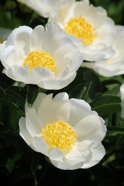 Free download flowers peonies petals bloom flora free picture to be edited with GIMP free online image editor