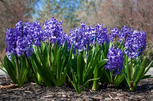 Free download flowers perennial iris garden free picture to be edited with GIMP free online image editor