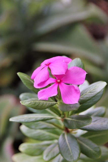 Free download flowers periwinkle pink free picture to be edited with GIMP free online image editor