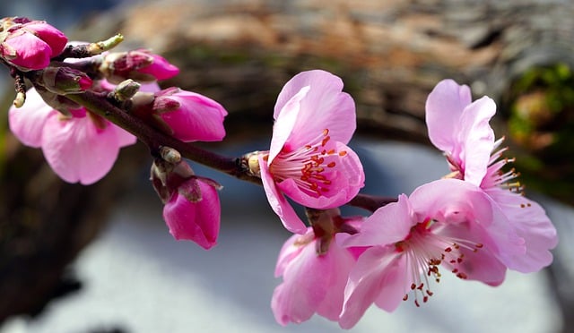 Free download flowers petals blossom pink bloom free picture to be edited with GIMP free online image editor