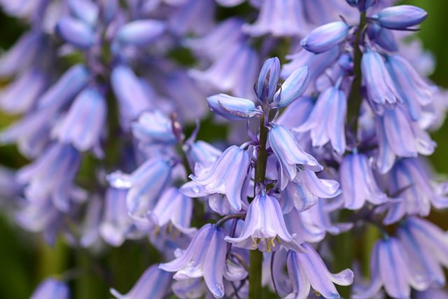 Free download flowers petals bluebell free picture to be edited with GIMP free online image editor