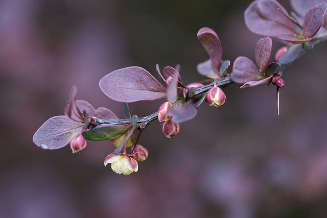 Free download flowers petals branch flowering free picture to be edited with GIMP free online image editor