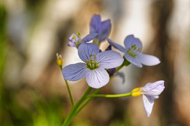 Free download flowers petals buds flora botany free picture to be edited with GIMP free online image editor