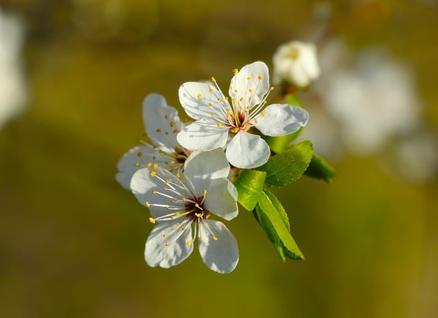 Free download flowers petals buds tree flora free picture to be edited with GIMP free online image editor