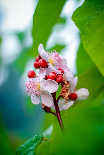 Free download flowers petals buds white flower free picture to be edited with GIMP free online image editor