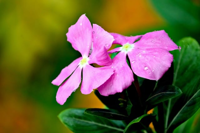 Free download flowers petals vinca pink flora free picture to be edited with GIMP free online image editor