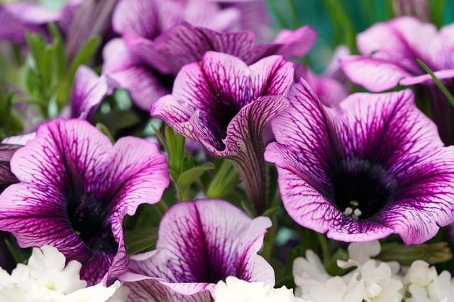 Free download flowers petunias petals violet free picture to be edited with GIMP free online image editor