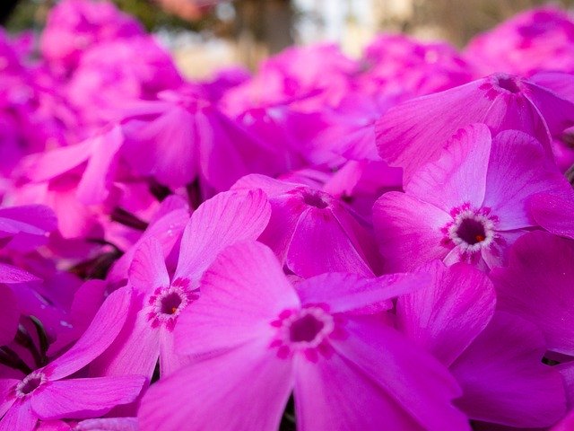 Free download Flowers Phlox Spring -  free photo or picture to be edited with GIMP online image editor