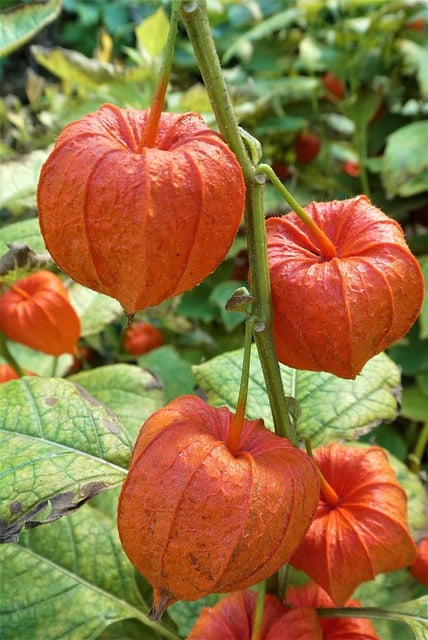 Free download flowers physalis plant lantern free picture to be edited with GIMP free online image editor