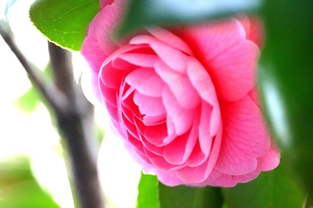 Free download Flowers Pink Camellia Spring -  free photo or picture to be edited with GIMP online image editor