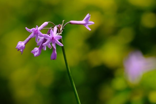 Free download flowers pink flora nature purple free picture to be edited with GIMP free online image editor