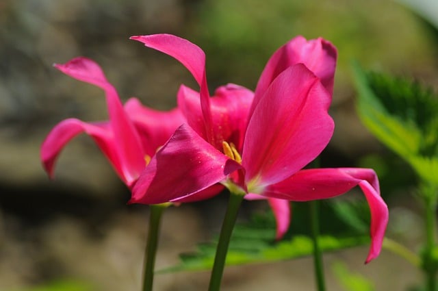 Free download flowers pink pollen park flora free picture to be edited with GIMP free online image editor