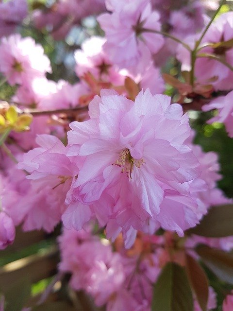 Free download Flowers Pink Tree -  free photo or picture to be edited with GIMP online image editor