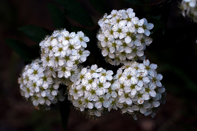 Free download flower spiraea wildflower plant free picture to be edited with GIMP free online image editor