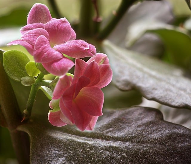 Free download flowers plant buds flora botany free picture to be edited with GIMP free online image editor