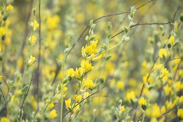 Free download flowers plant meadow spring field free picture to be edited with GIMP free online image editor