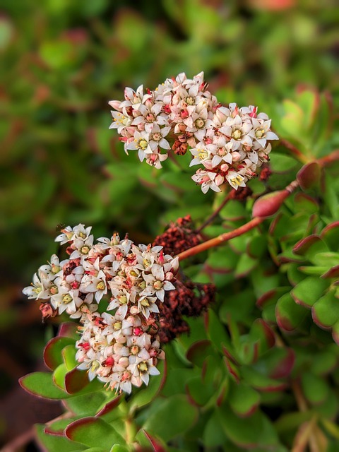 Free download flowers plant nature flower cluster free picture to be edited with GIMP free online image editor