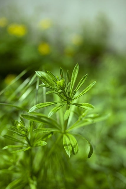 Free download flowers plants bud rostock nature free picture to be edited with GIMP free online image editor