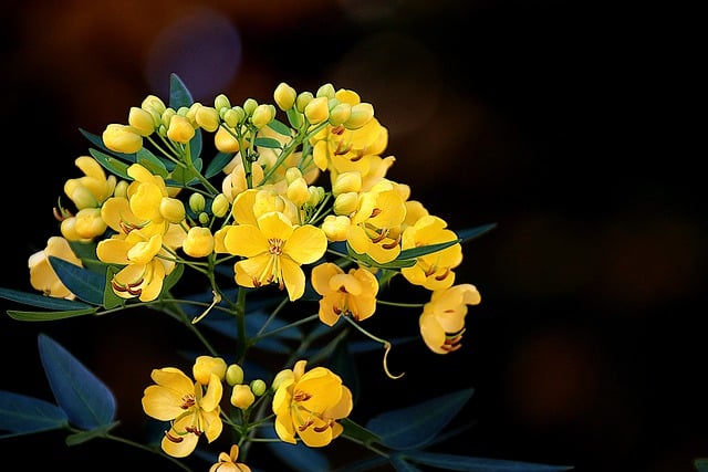 Free download flowers plant senna senna corymbosa free picture to be edited with GIMP free online image editor