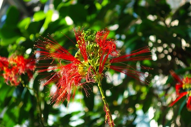 Téléchargement gratuit Fleurs Plantes Rouge Botanique - photo ou image gratuite à éditer avec l'éditeur d'images en ligne GIMP