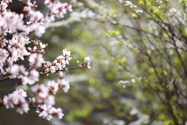 Muat turun percuma gambar bunga plum blossom musim bunga percuma untuk diedit dengan editor imej dalam talian percuma GIMP