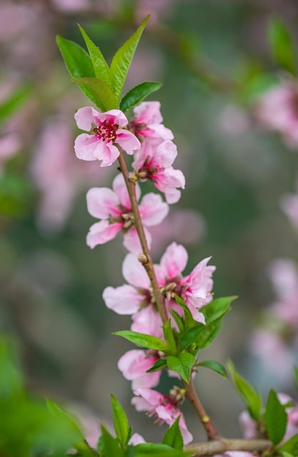 Free download flowers plum blossom spring plant free picture to be edited with GIMP free online image editor