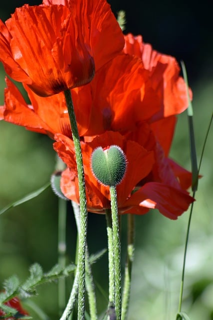 Free download flowers poppies buds flora botany free picture to be edited with GIMP free online image editor