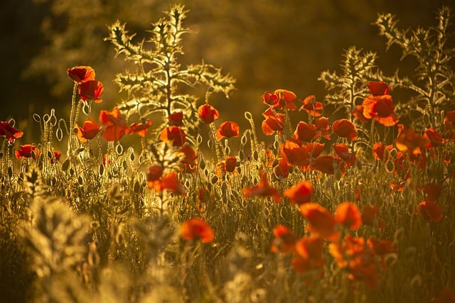 Free download flowers poppies sunset sun evening free picture to be edited with GIMP free online image editor