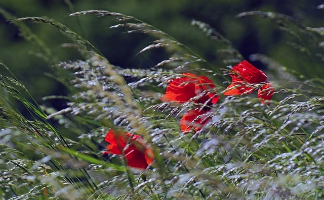 Free download flowers poppy grass meadow free picture to be edited with GIMP free online image editor