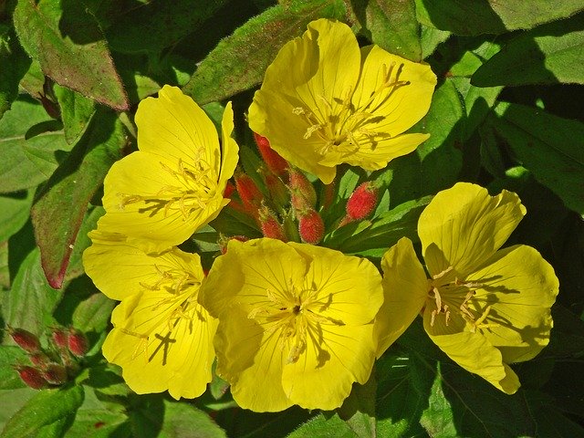 Free download Flowers Primroses Yellow -  free photo or picture to be edited with GIMP online image editor