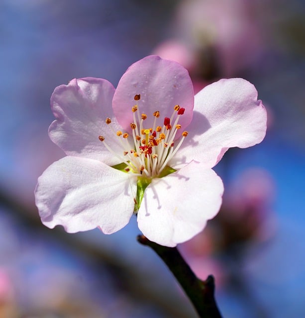 Free download Flower Spring Almond Tree -  free photo or picture to be edited with GIMP online image editor