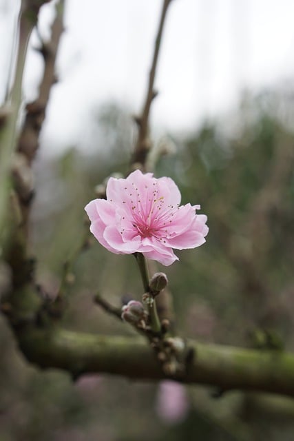 Free download flower spring botany bloom blossom free picture to be edited with GIMP free online image editor