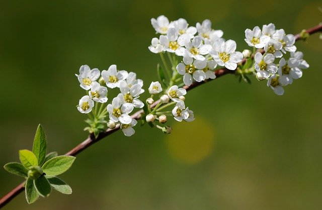 Free download Flower Spring Bush -  free photo or picture to be edited with GIMP online image editor