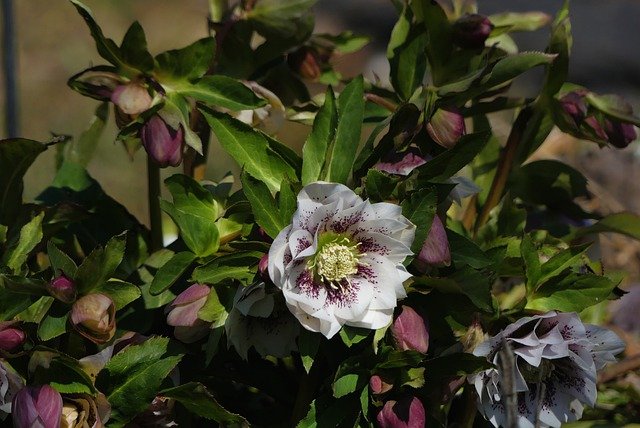 Free download flower spring hellebore garden free picture to be edited with GIMP free online image editor