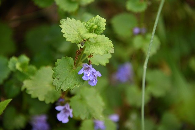 Free download Flower Spring Mint -  free photo or picture to be edited with GIMP online image editor