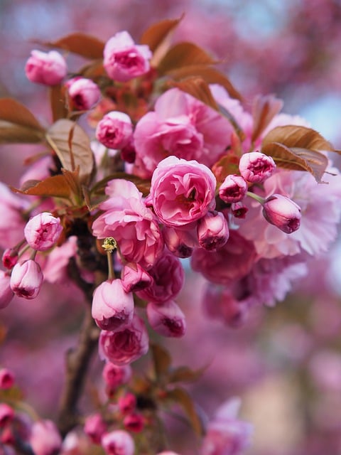 Free download flower spring nature pink blossom free picture to be edited with GIMP free online image editor