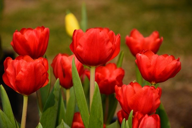 Free download Flower Spring Tulip Beijing -  free photo or picture to be edited with GIMP online image editor