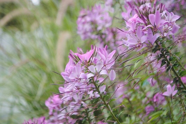 Free download Flowers Purple Blossom -  free photo or picture to be edited with GIMP online image editor