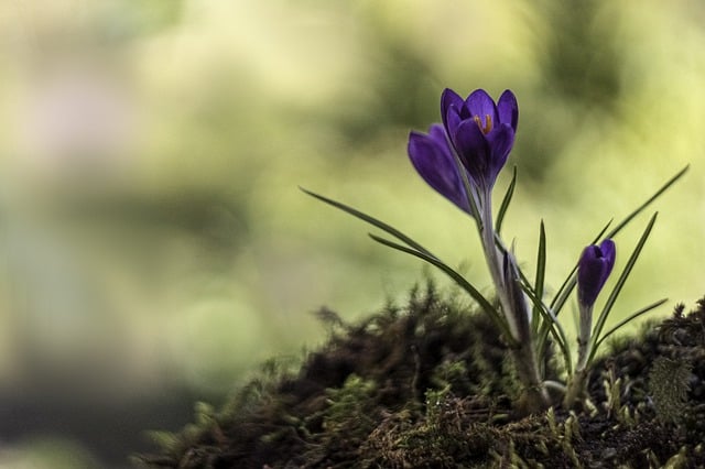 Free download flowers purple crocuses free picture to be edited with GIMP free online image editor