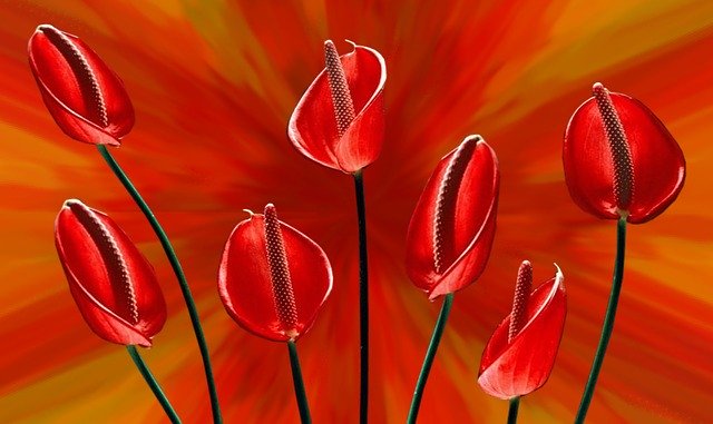 Free download Flowers Red Background -  free illustration to be edited with GIMP free online image editor