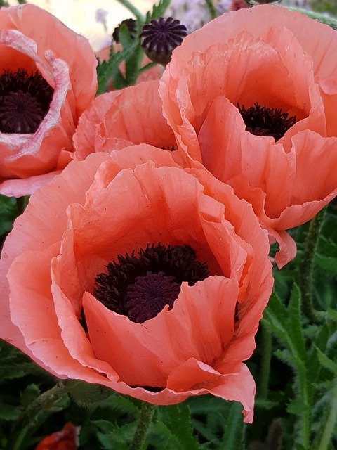 Free download Flowers Red Poppy -  free photo or picture to be edited with GIMP online image editor