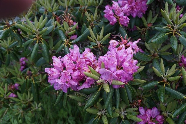 Free download Flowers Rhododendrons Spring -  free photo or picture to be edited with GIMP online image editor