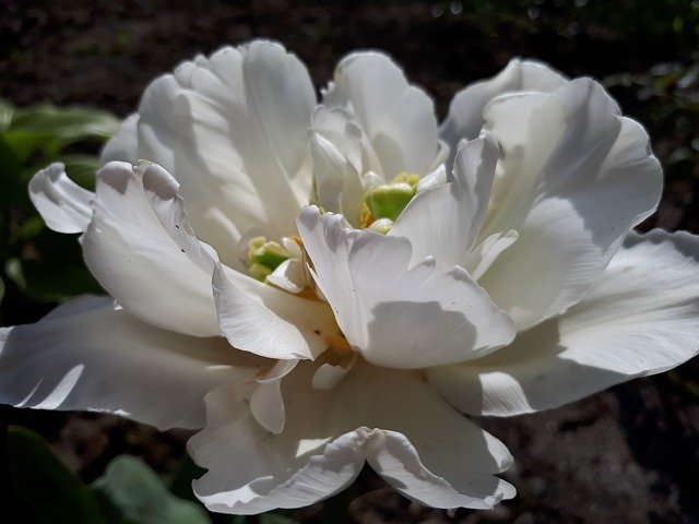 Free download Flowers Rose White Summer -  free photo or picture to be edited with GIMP online image editor